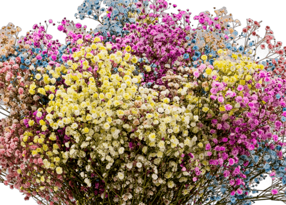 Baby's Breath Xlence - Rainbow 750g (Ecuador)