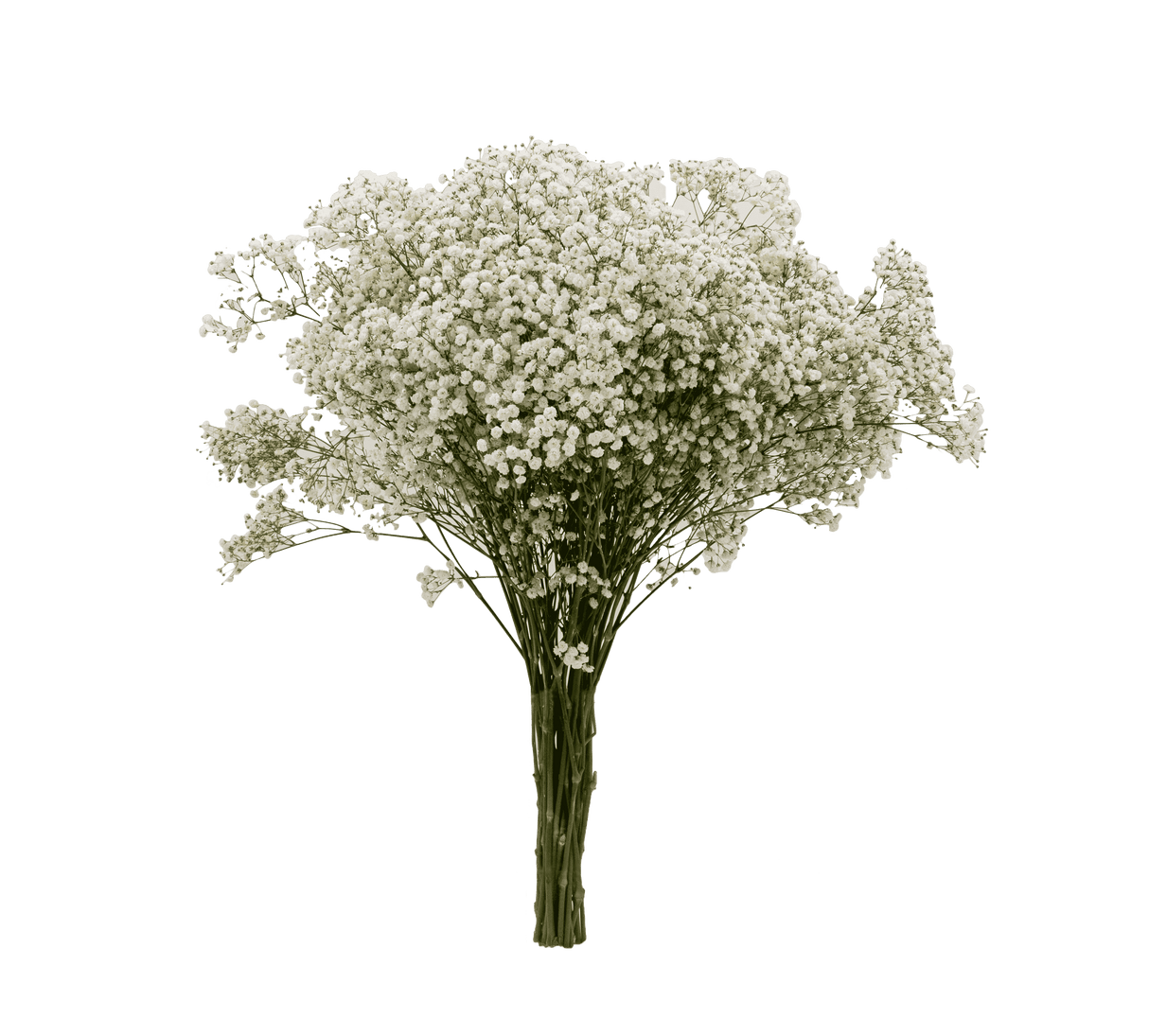 Baby's Breath Million Stars - White 750g (Ecuador)