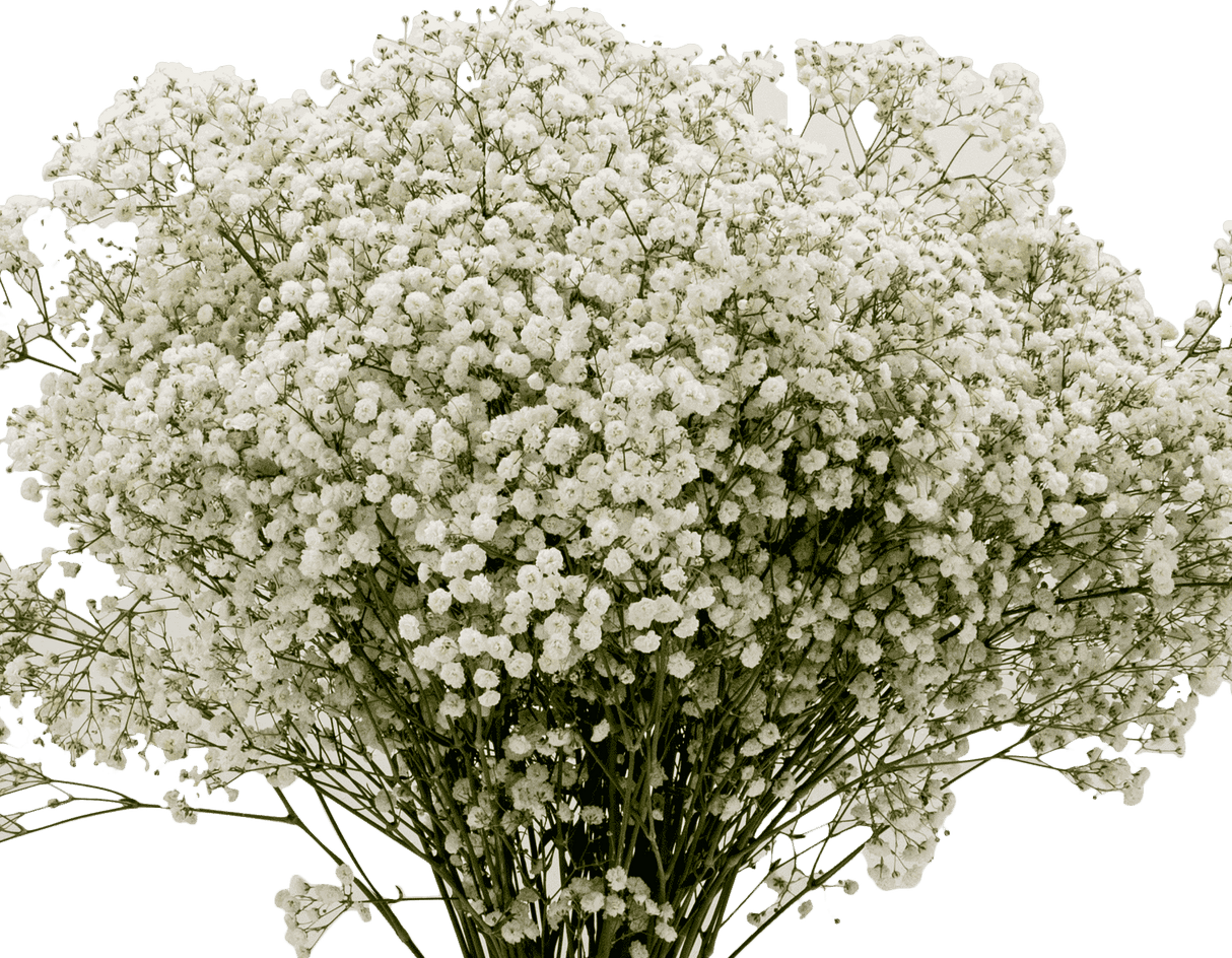 Baby's Breath Million Stars - White 750g (Ecuador)