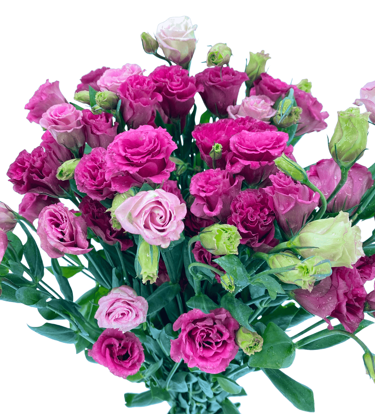 Eustoma Double (China)