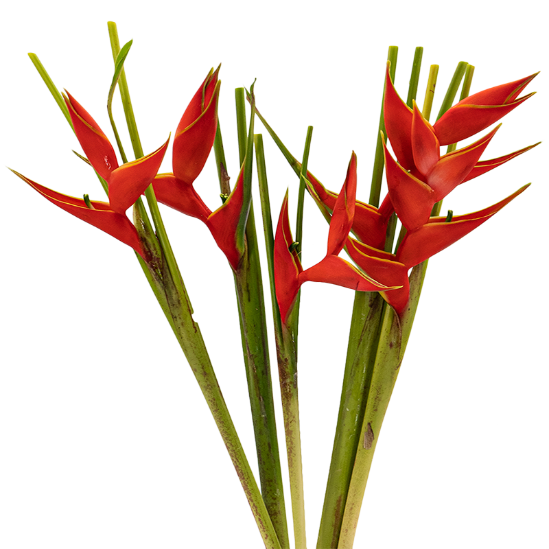 Pink garden rose bouquet with cut flowers.