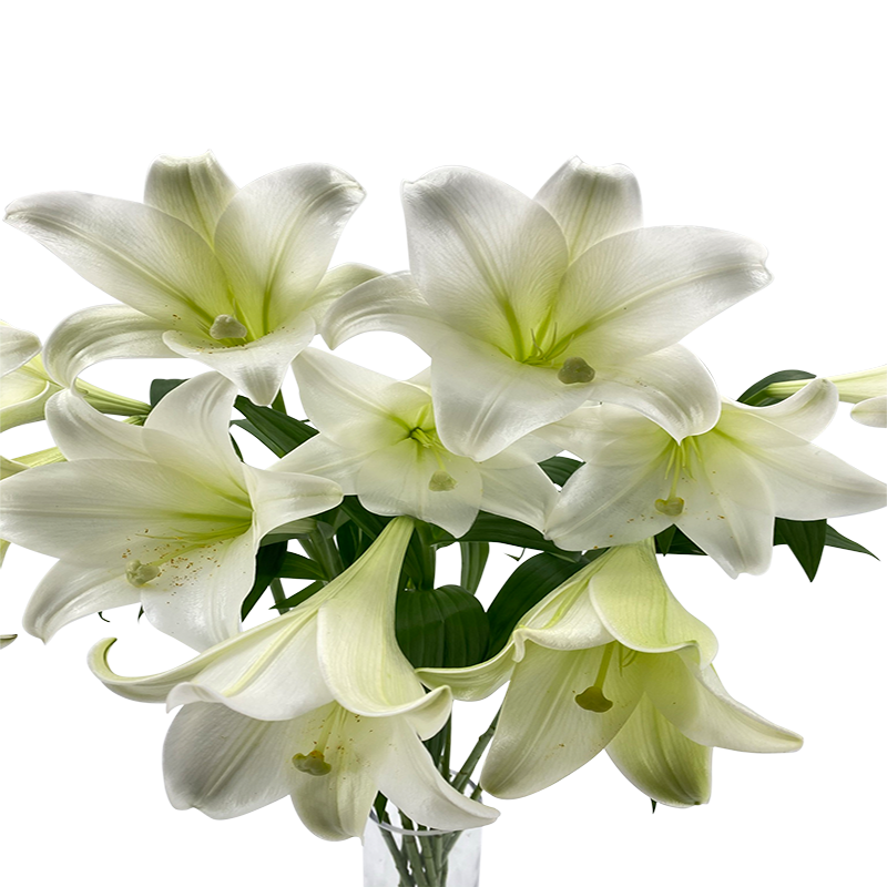 Lily Longiflorum (Malaysia)