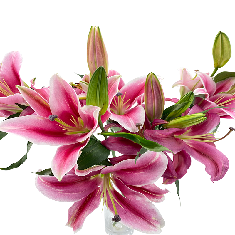 Lily Robina 4 Head (China)