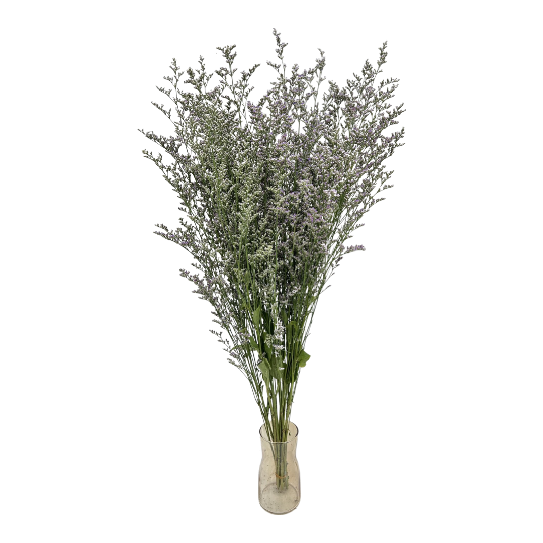 Limonium Misty (China)