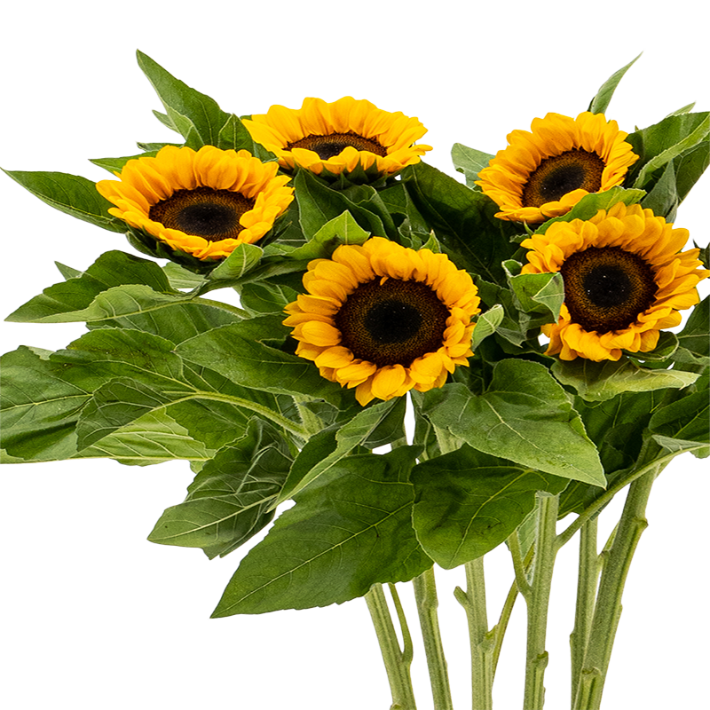 Sunflower (Malaysia)