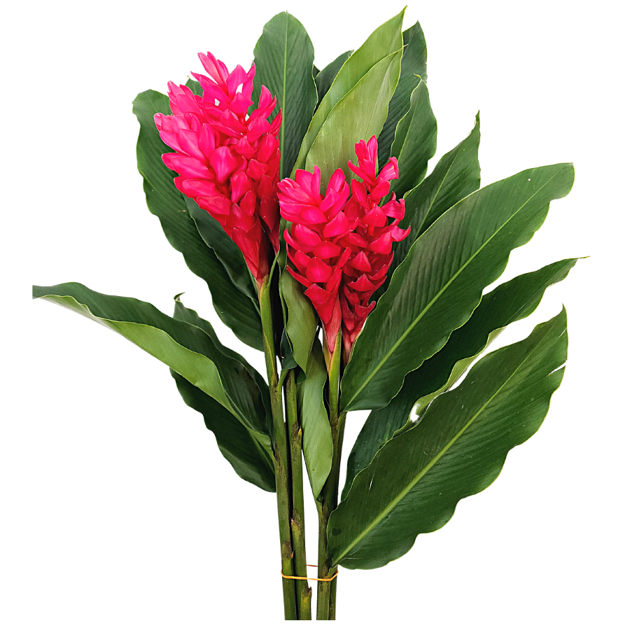 Houseplant in flowerpot with cactus and geraniums.
