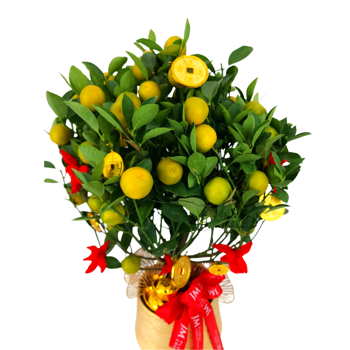 Great Fortune (Four Season Lime 四季桔) - CNY Plant