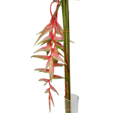 Heliconia Hanging Pink (Malaysia)