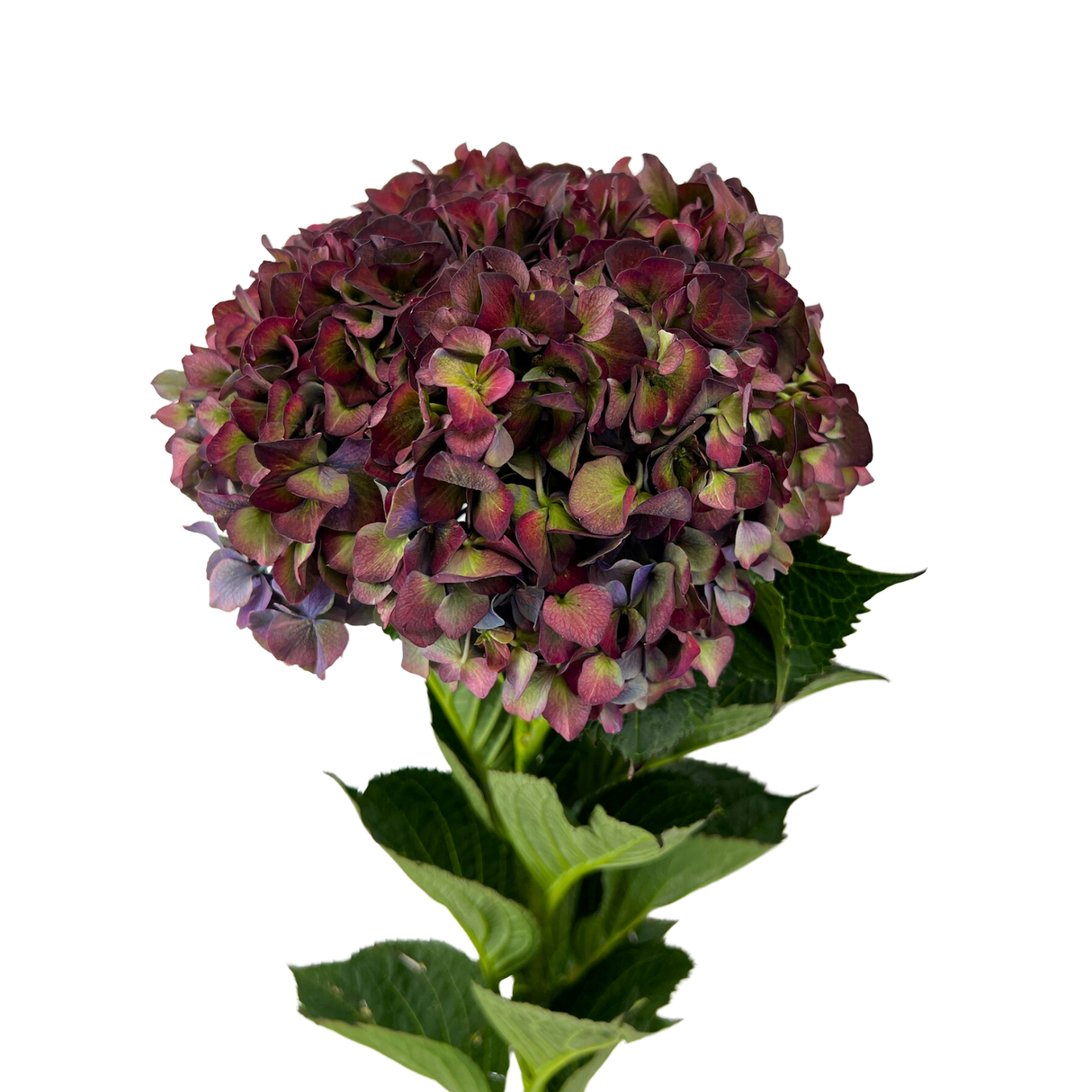Pink and purple hydrangea flower bouquet.