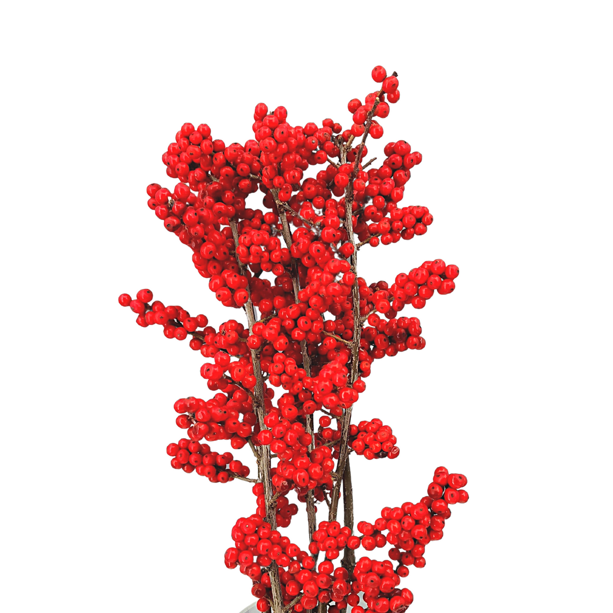 Ilex Verticillata Winterberry (Holland) - Red Color