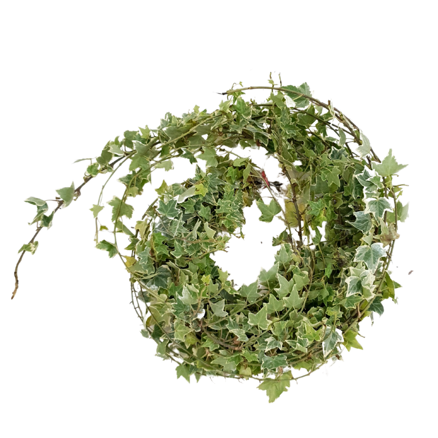 Pink garden rose bouquet with petals.