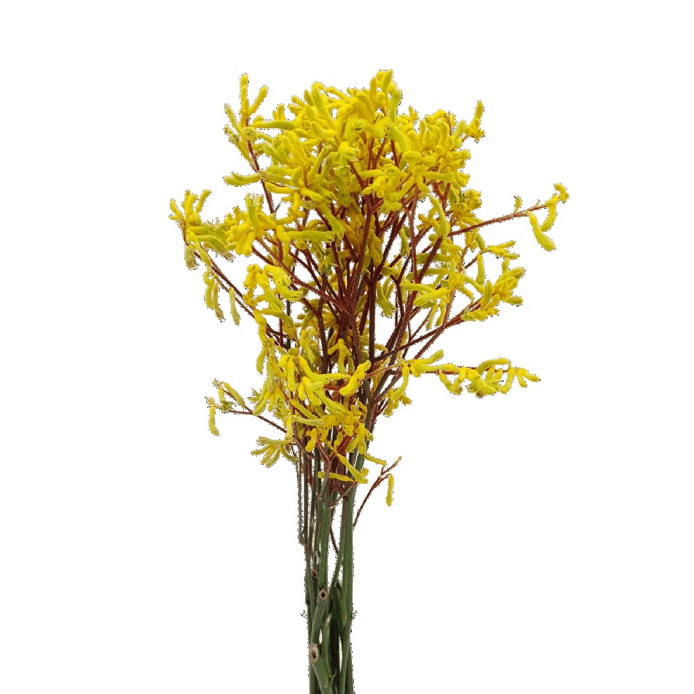 Kangeroo Paw (China)