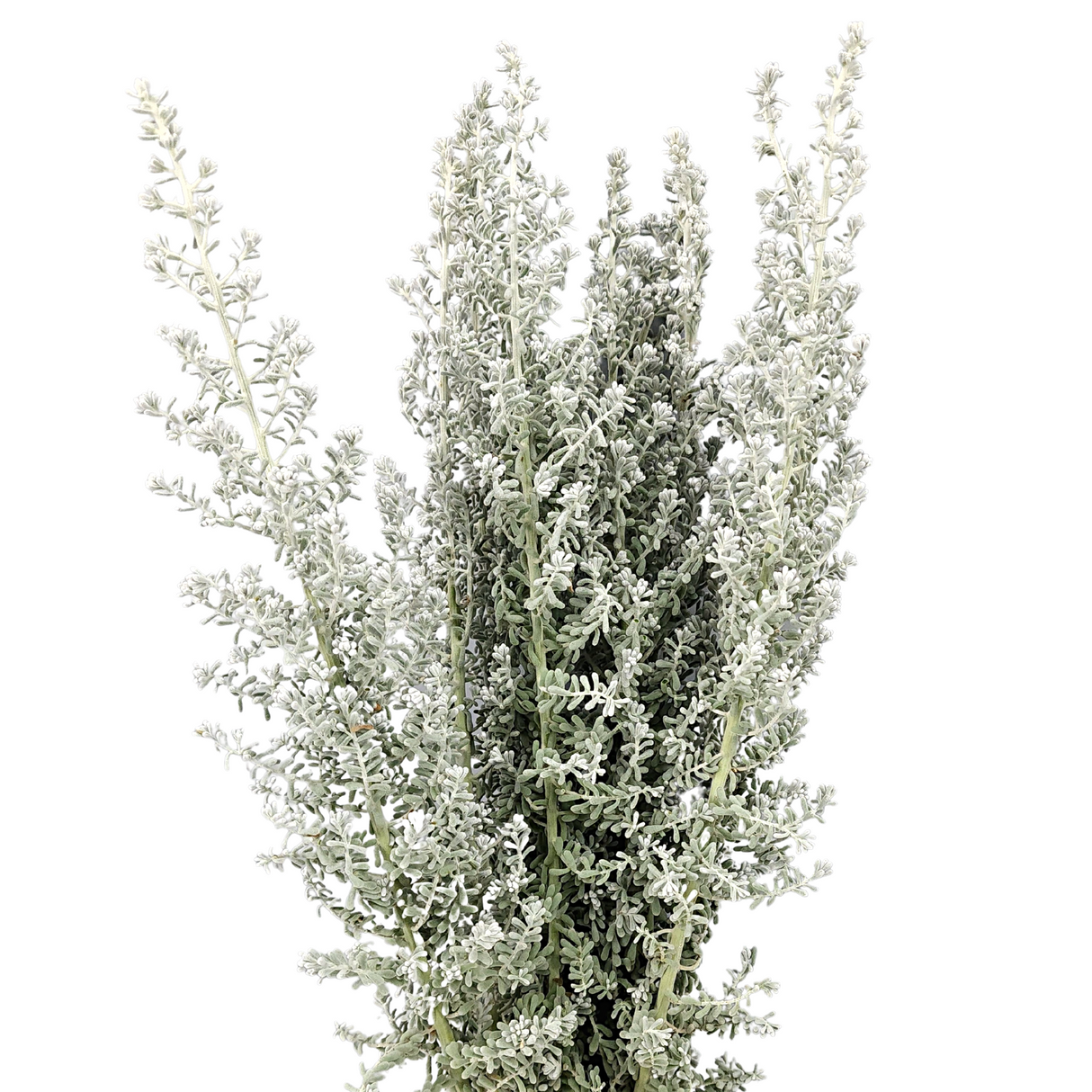 Kochia (Holland/China)