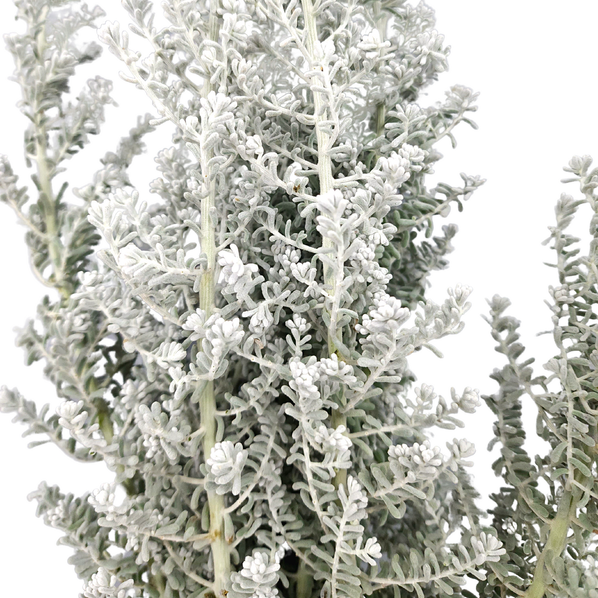 Kochia (Holland/China)