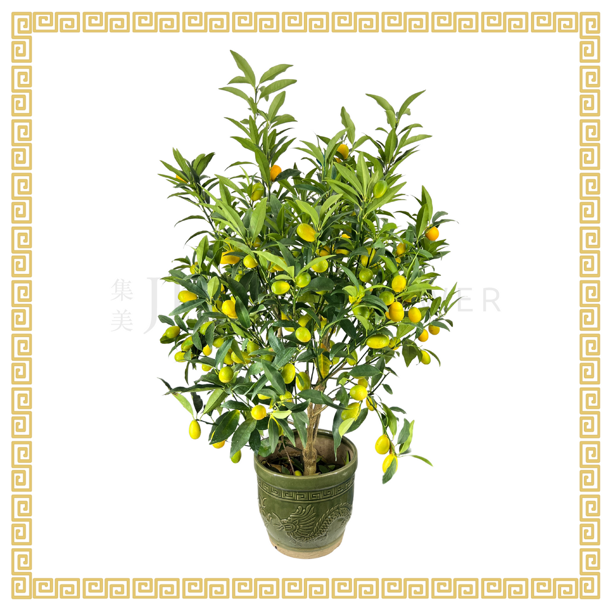 Kum Kuat 金桔 (8 inch)