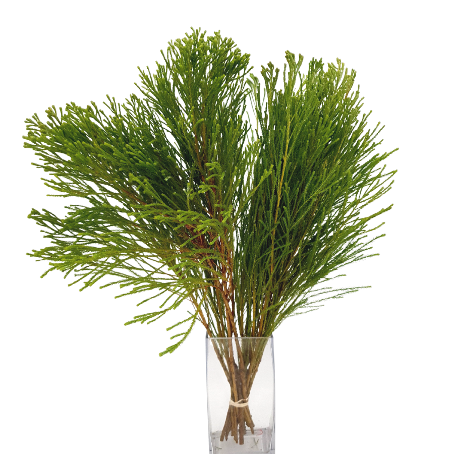 Lanuginosa (South Africa)