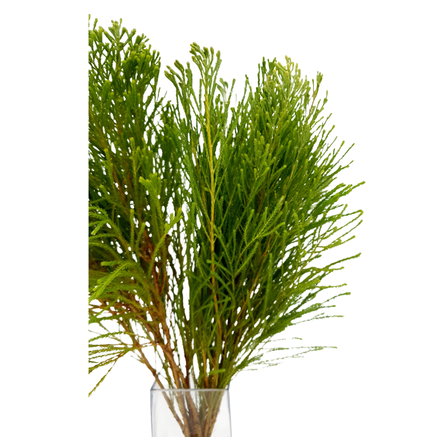 Lanuginosa (South Africa)