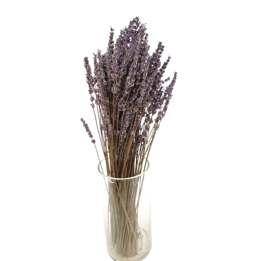Lavender (Holland)