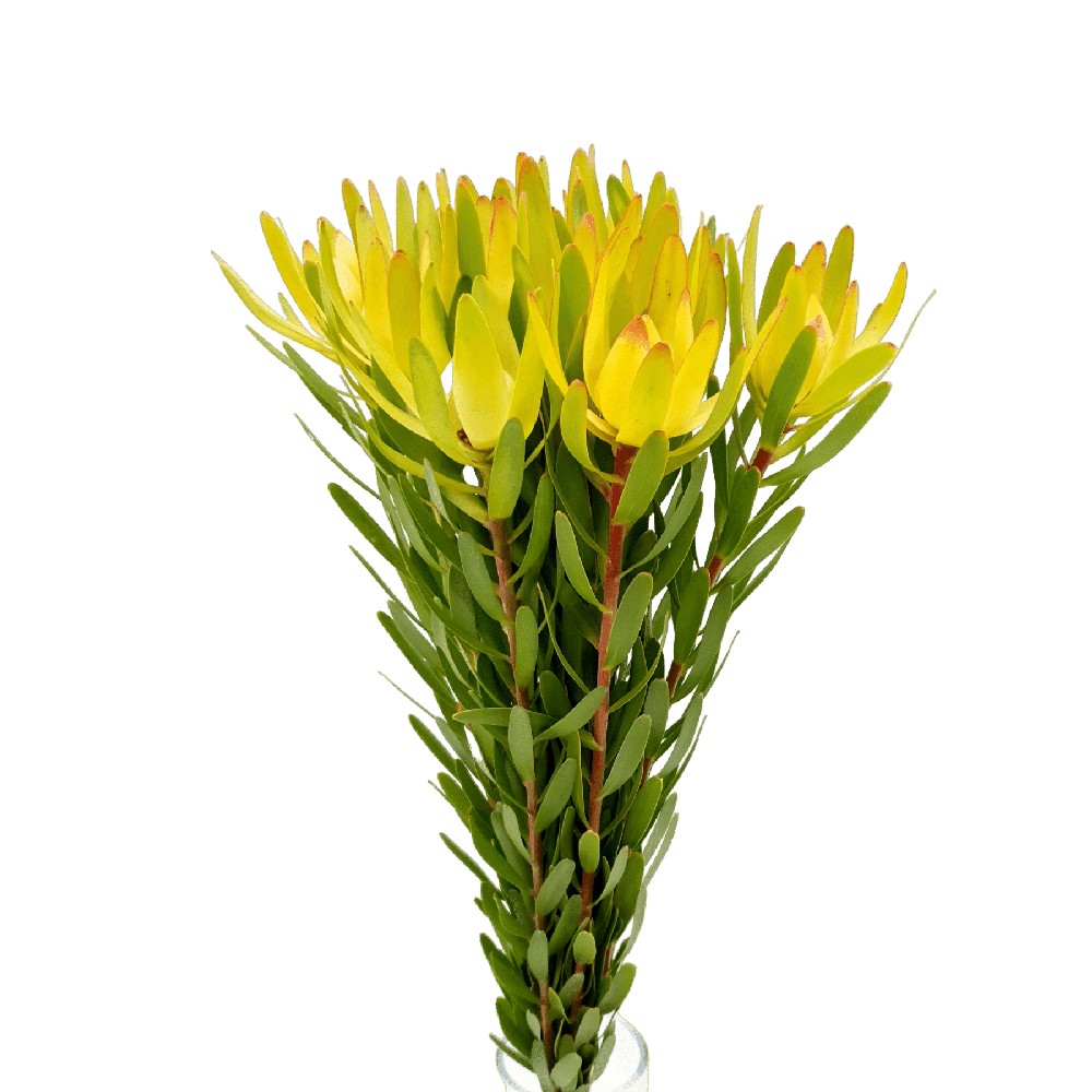 Leucadendron Nervosum (South Africa)