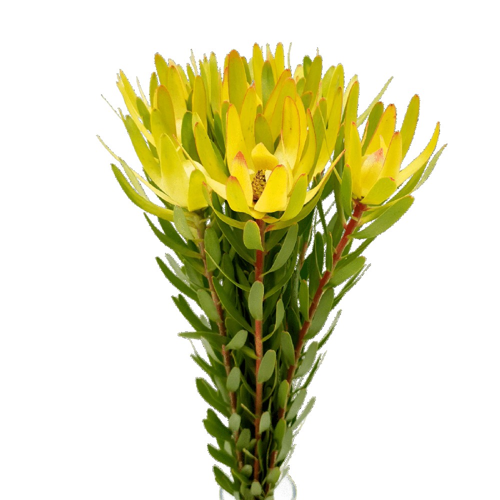 Leucadendron Nervosum (South Africa)