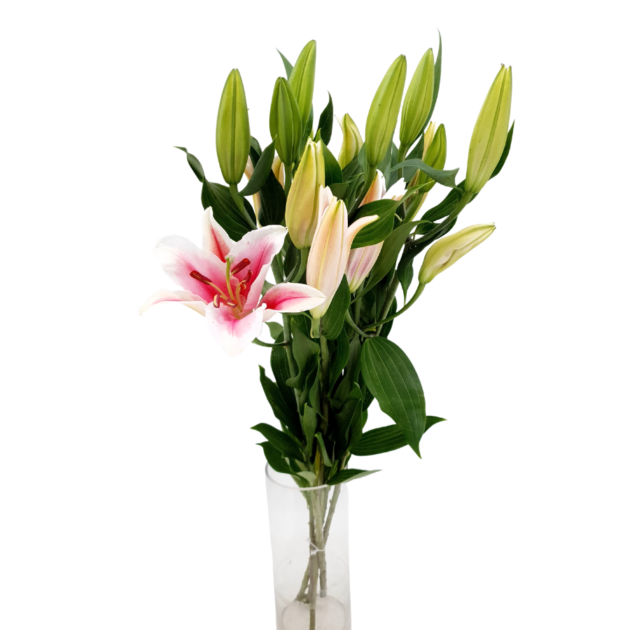 Lily Oriental (Vietnam)