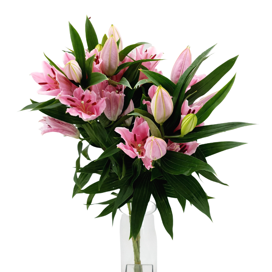 Lily Oriental 4 Head 5stk (Holland)