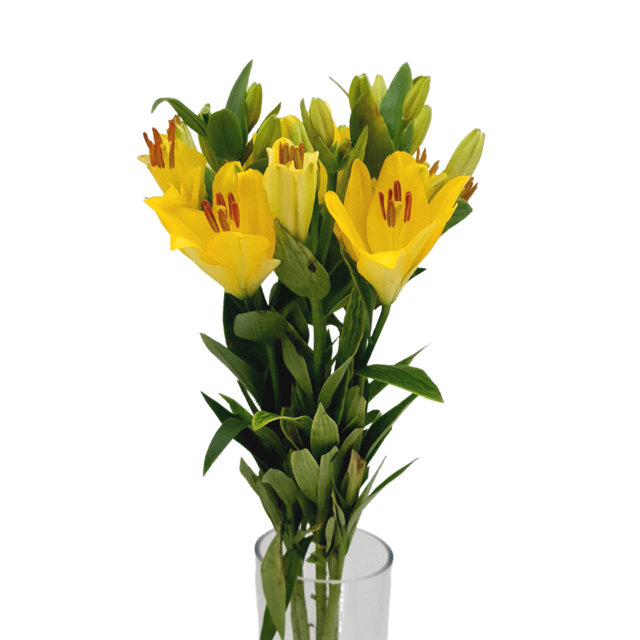 Lily Yellow (Holland)