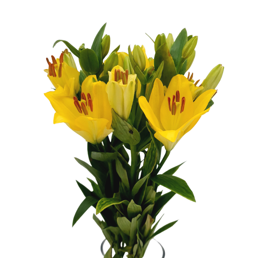 Yellow lilies in bloom.