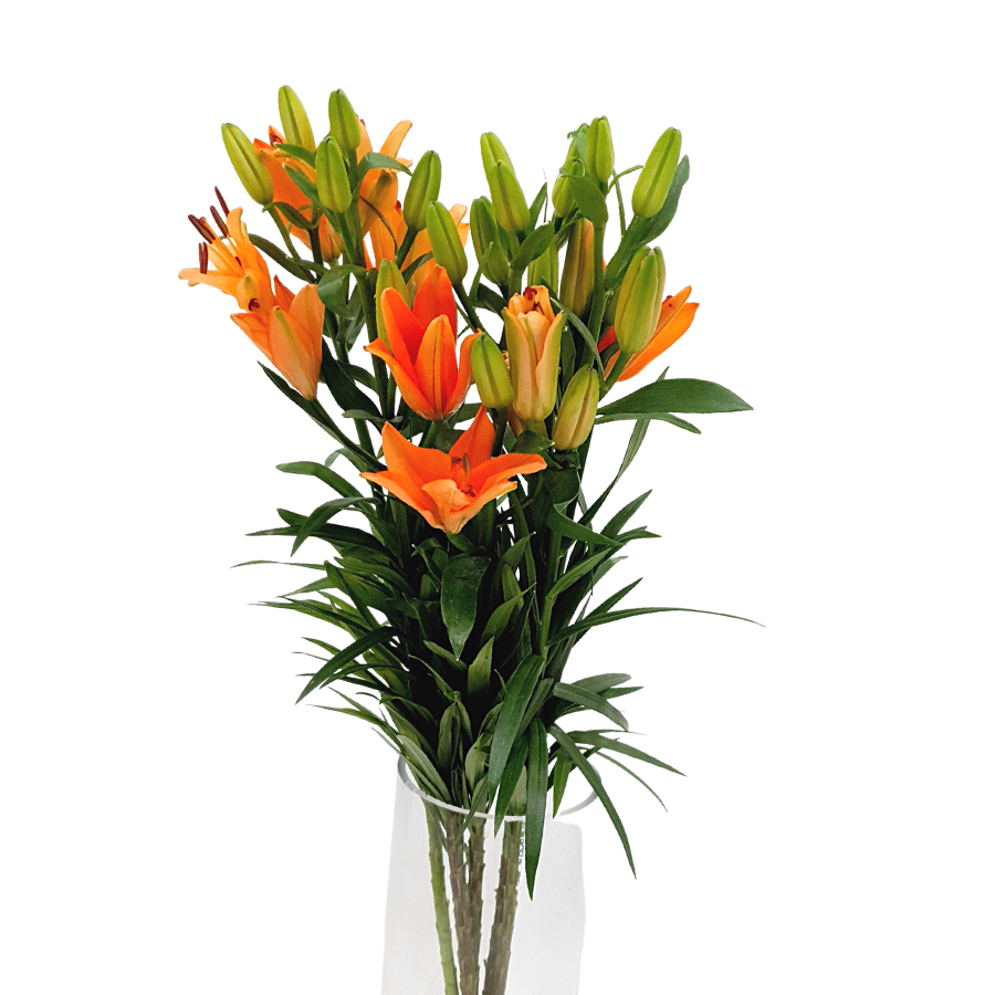 Lily Orange (Holland)