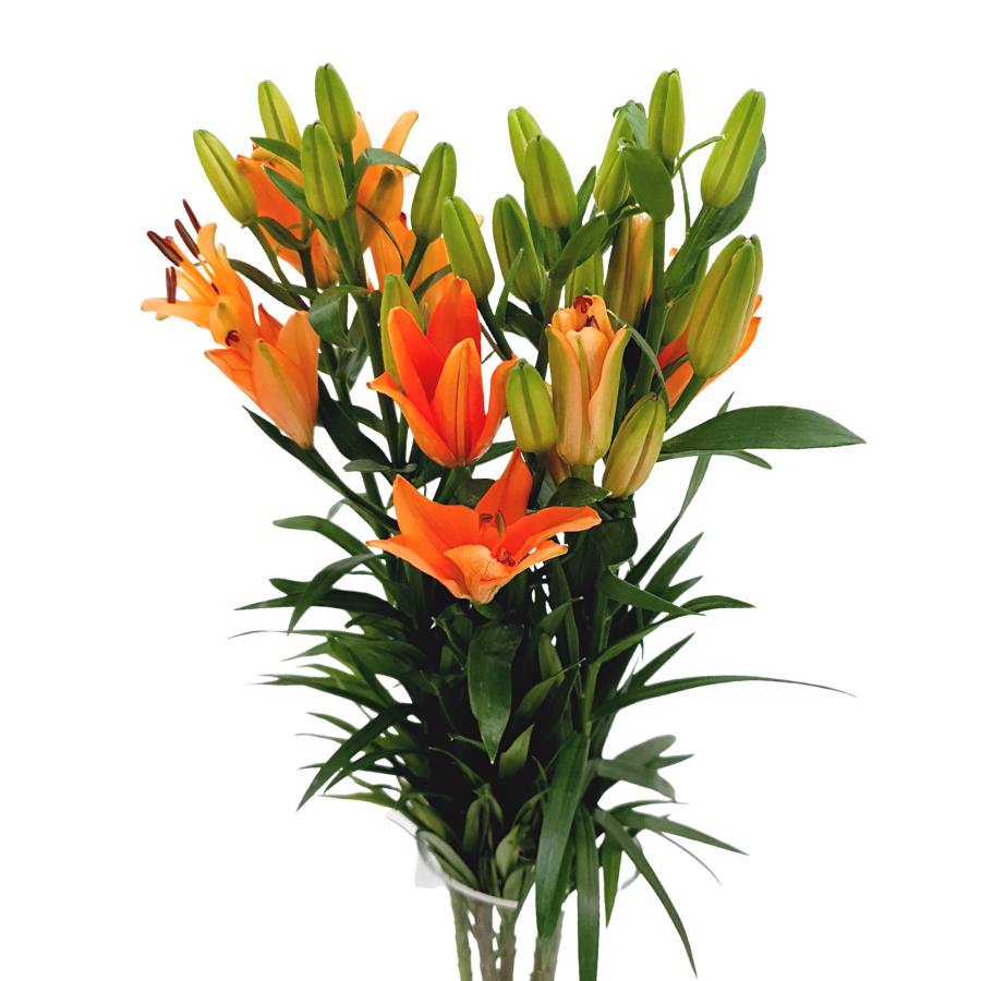 Lily Orange (Holland)