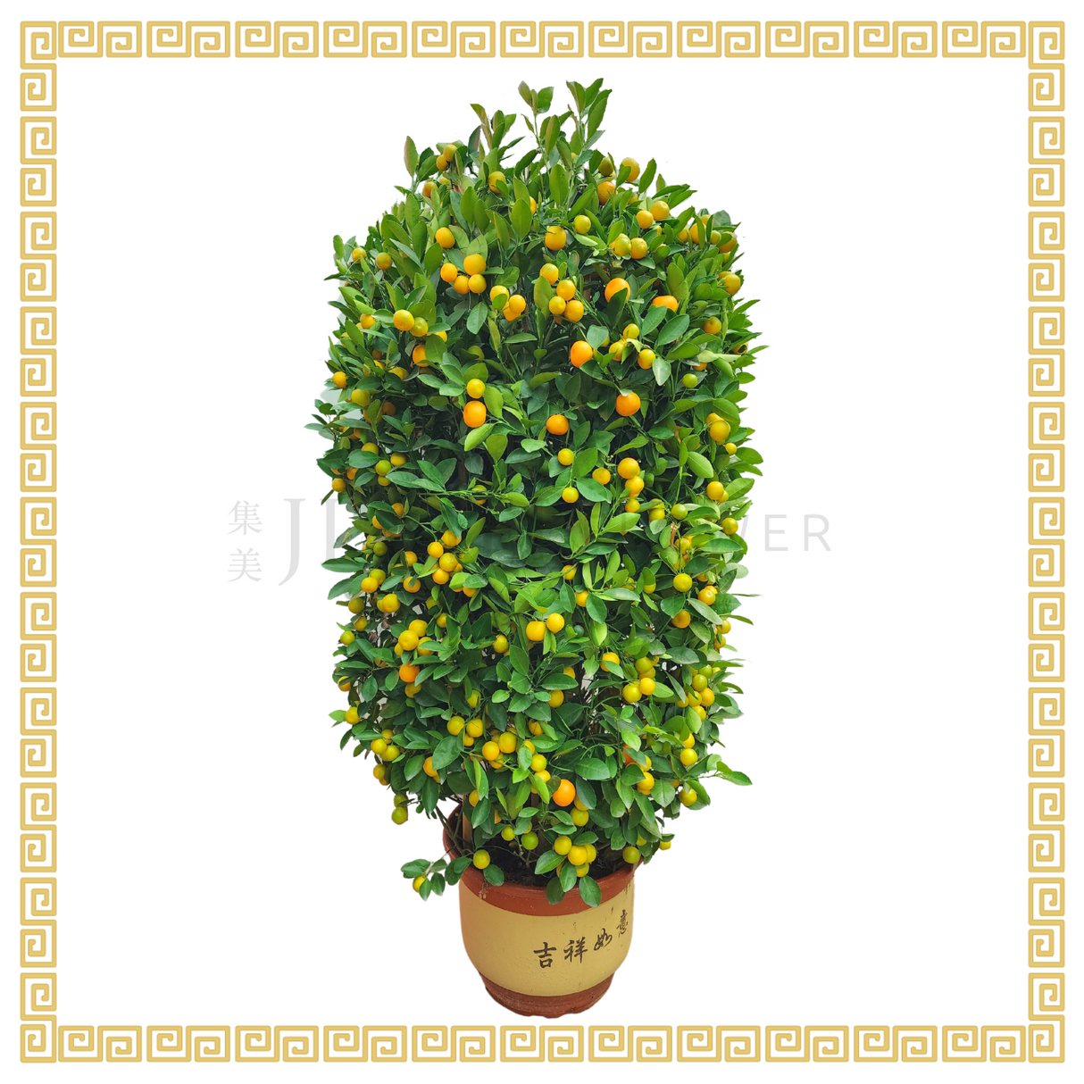 Four Season Lime 四季桔 (14 inch)