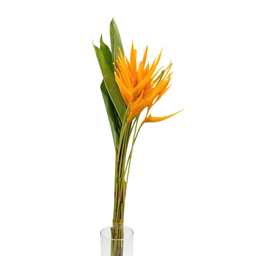 Local Bird Yellow (Local)