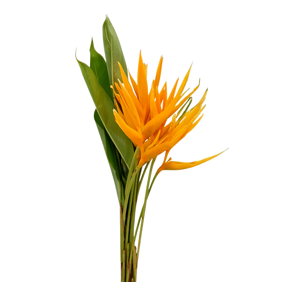 Bagged absorbent cotton wool packaging details.