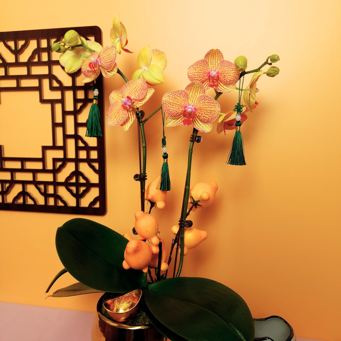 Lucky Radiance (1 Double Stalk) - Orchid Phalaenopsis