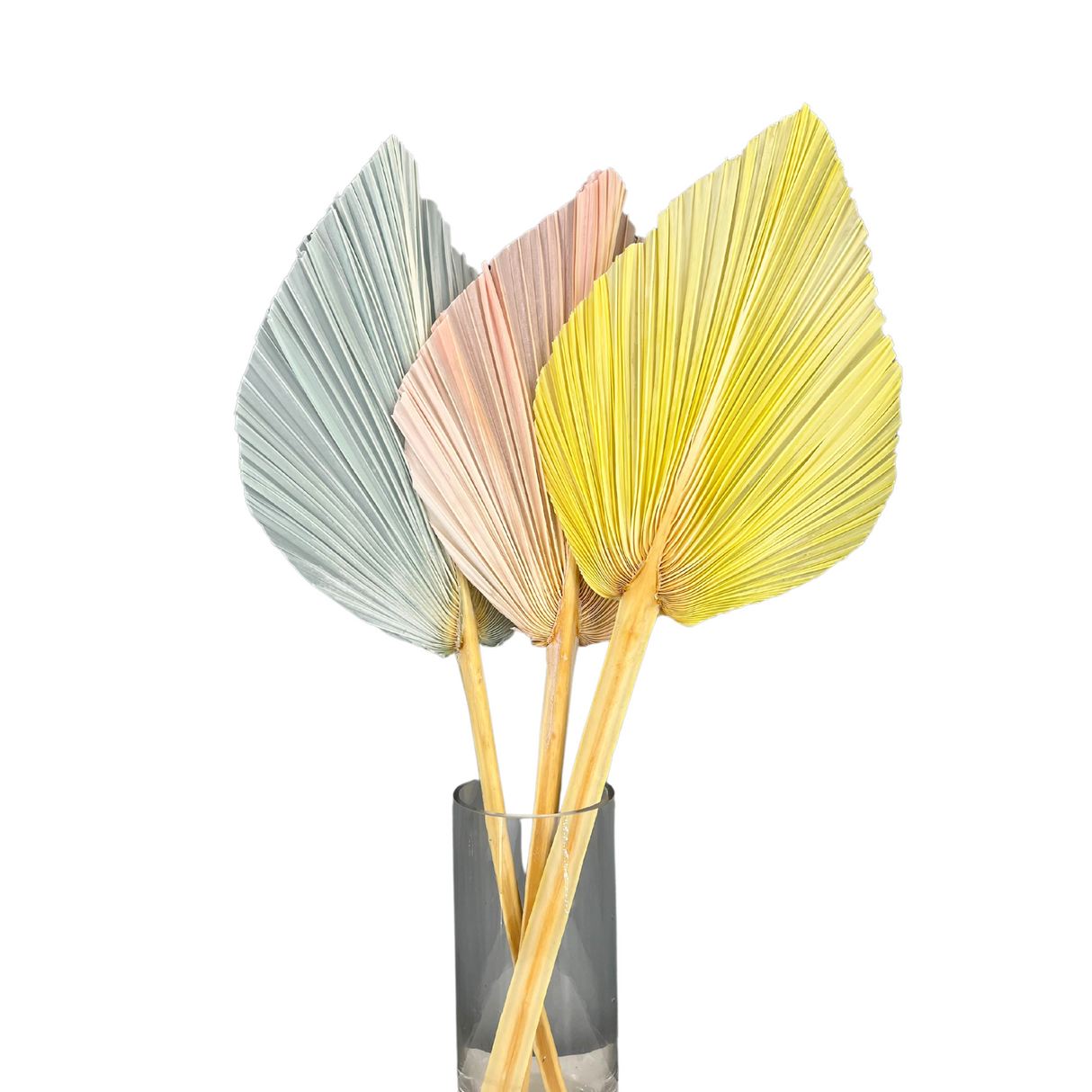 Preserved Palm Macaron