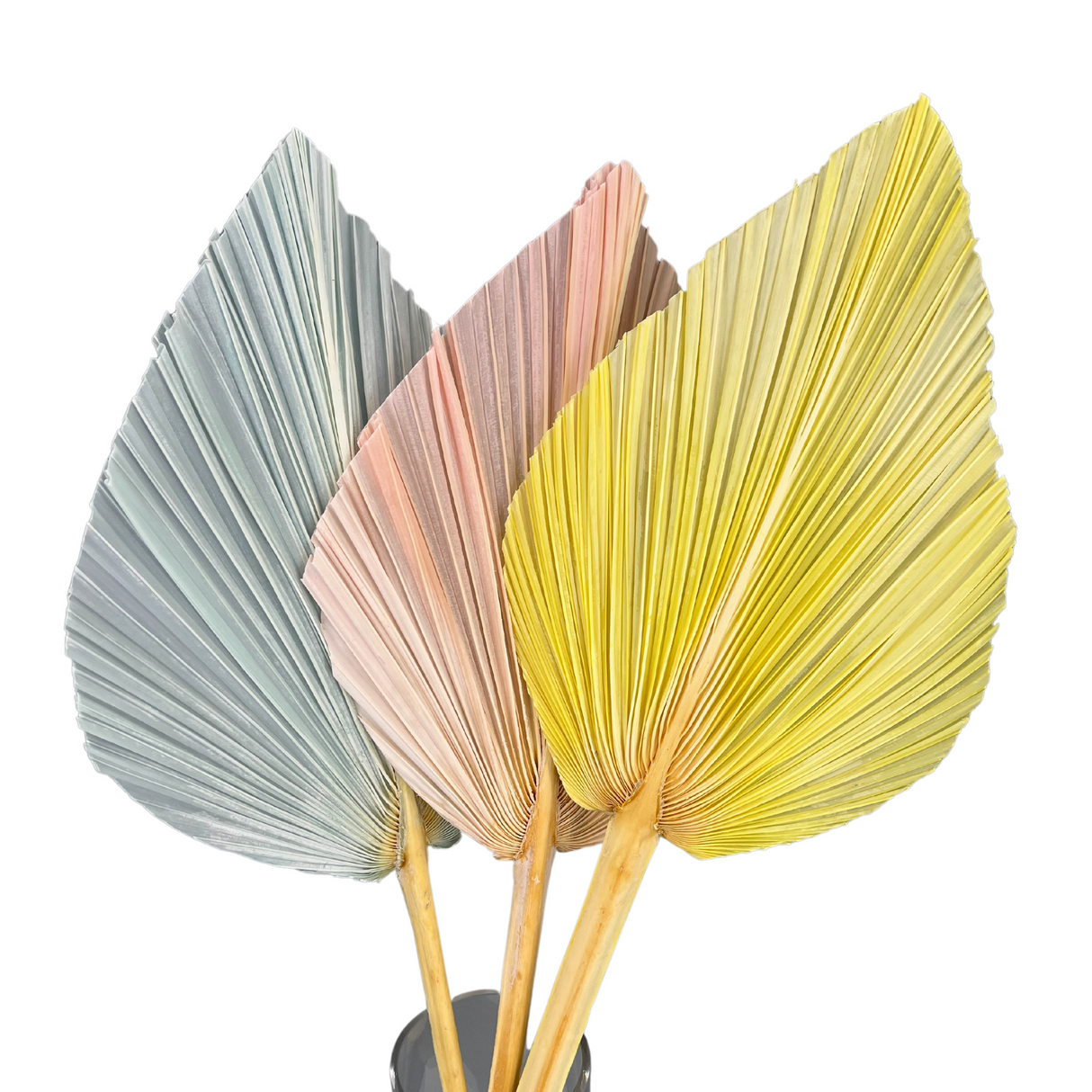 Preserved Palm Macaron