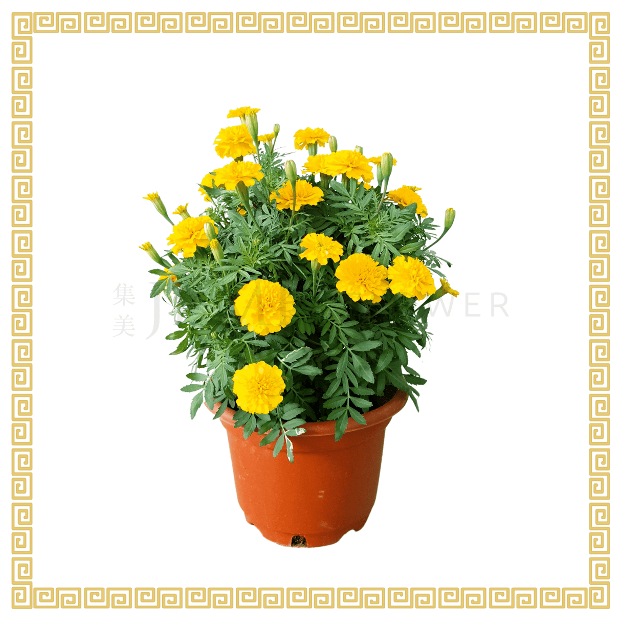 Marigold No.5 (Yellow)