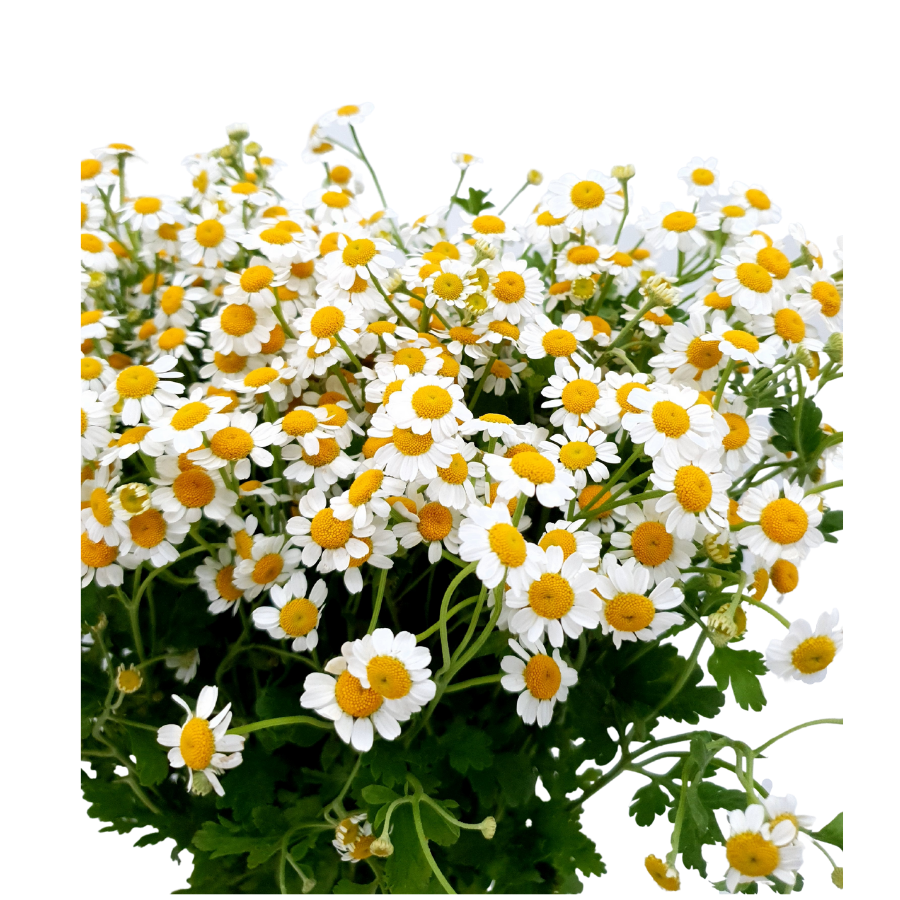 Matricaria (Malaysia)