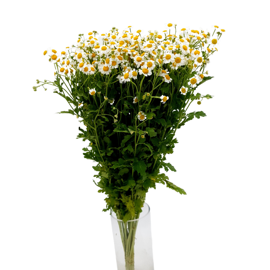 Matricaria (Malaysia)