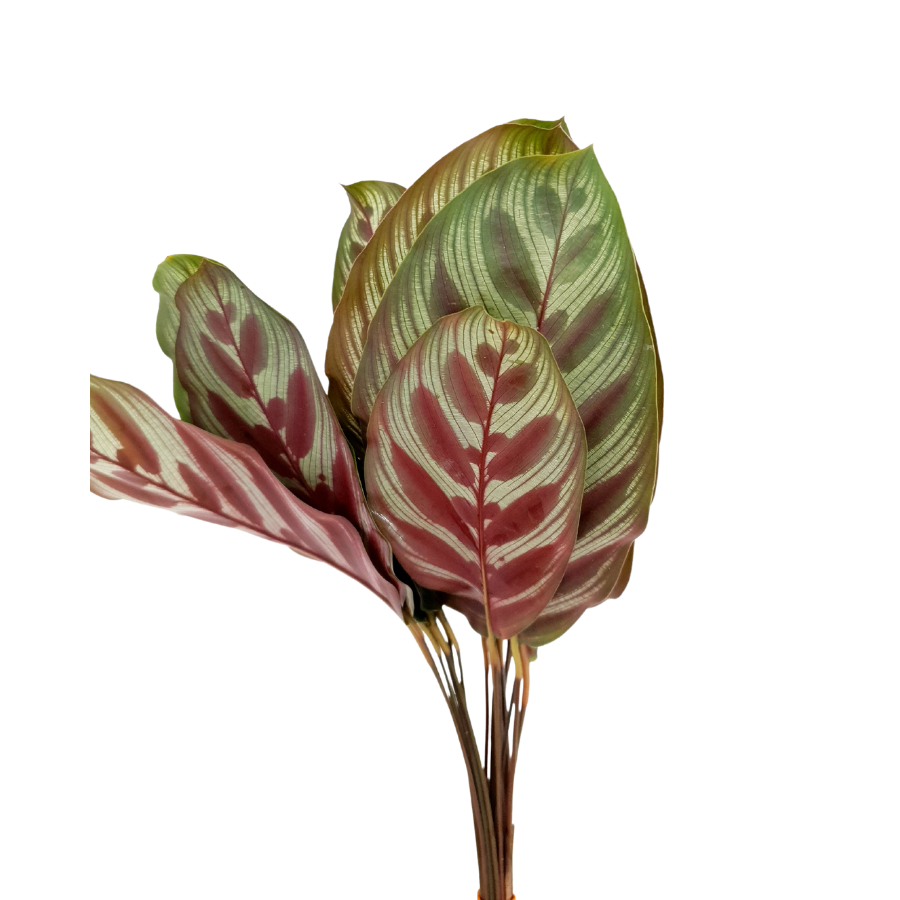 Melon Leaf Calathea (Malaysia)
