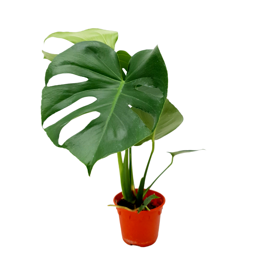 Monstera Plant