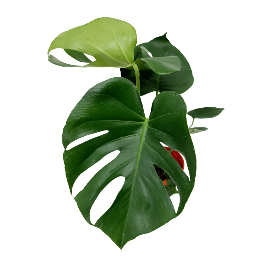 Monstera Plant