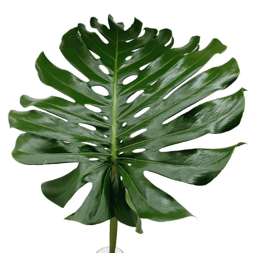 Swiss cheese plant and water plantains in natural setting.