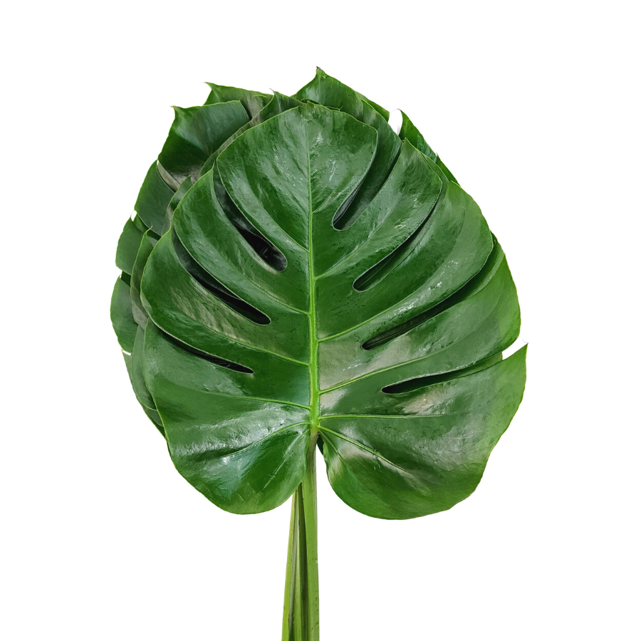 Monstera Leaf L Size (Malaysia)