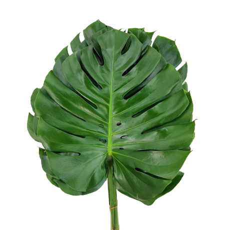 Monstera Leaf XL Size (Malaysia)
