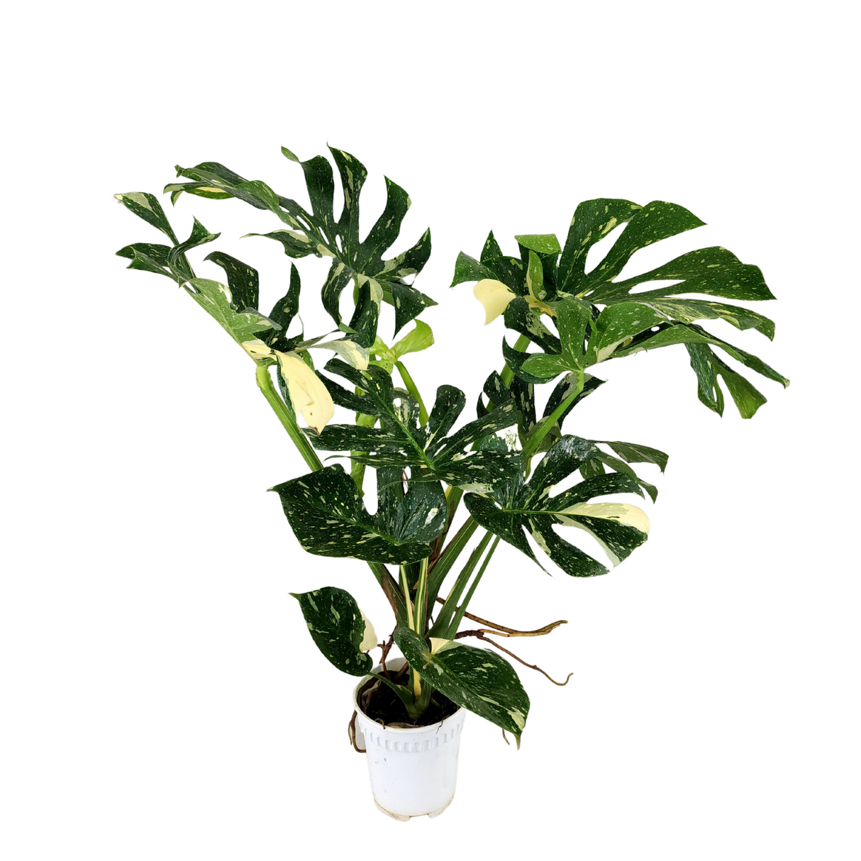 Monstera Thai Constellation Varigated