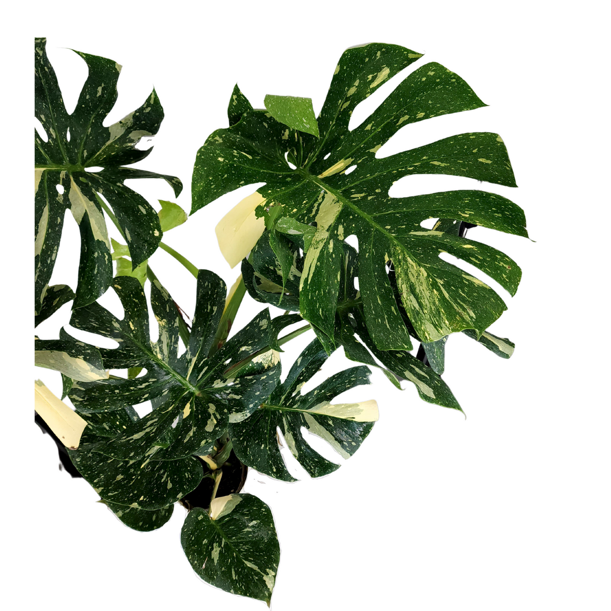 Monstera Thai Constellation Varigated