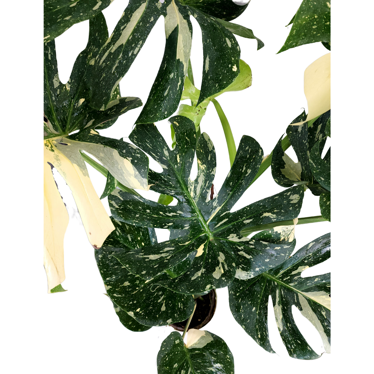 Monstera Thai Constellation Varigated