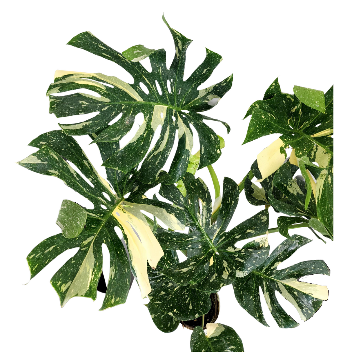 Monstera Thai Constellation Varigated