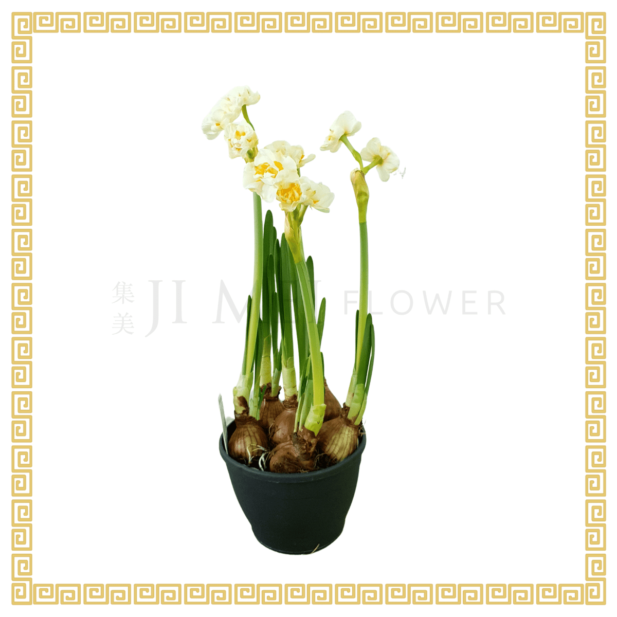 Narcissus 5pp